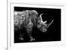 Safari Profile Collection - Rhino Black Edition-Philippe Hugonnard-Framed Photographic Print