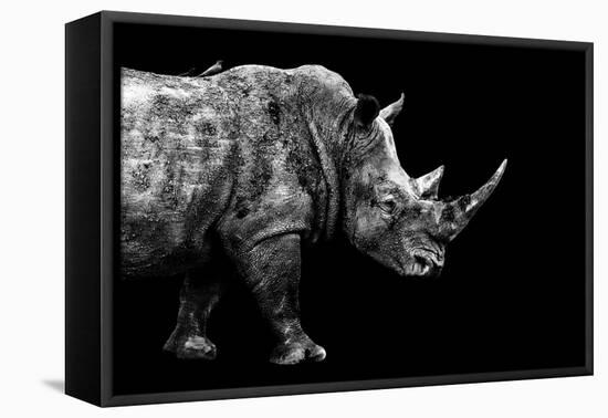 Safari Profile Collection - Rhino Black Edition-Philippe Hugonnard-Framed Stretched Canvas