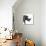 Safari Profile Collection - Rhino White Edition II-Philippe Hugonnard-Stretched Canvas displayed on a wall
