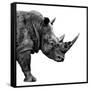 Safari Profile Collection - Rhino White Edition II-Philippe Hugonnard-Framed Stretched Canvas