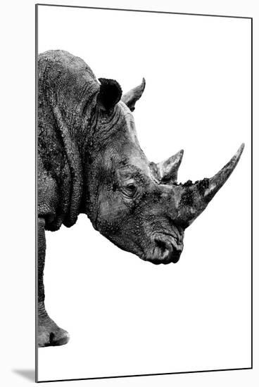 Safari Profile Collection - Rhino White Edition IV-Philippe Hugonnard-Mounted Premium Photographic Print