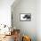 Safari Profile Collection - Rhino White Edition-Philippe Hugonnard-Framed Stretched Canvas displayed on a wall