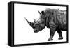 Safari Profile Collection - Rhino White Edition-Philippe Hugonnard-Framed Stretched Canvas