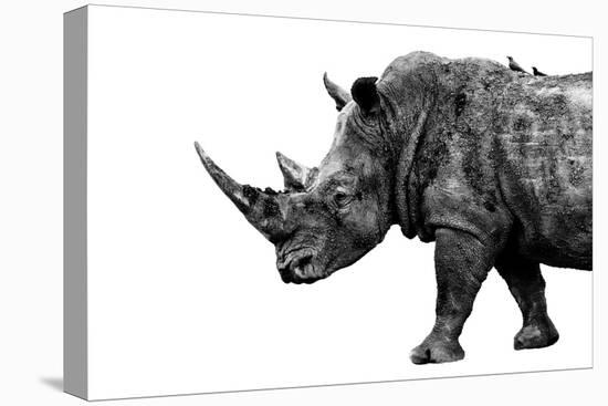 Safari Profile Collection - Rhino White Edition-Philippe Hugonnard-Stretched Canvas