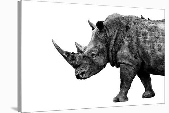Safari Profile Collection - Rhino White Edition-Philippe Hugonnard-Stretched Canvas