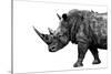 Safari Profile Collection - Rhino White Edition-Philippe Hugonnard-Stretched Canvas