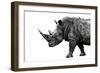 Safari Profile Collection - Rhino White Edition-Philippe Hugonnard-Framed Photographic Print