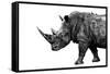 Safari Profile Collection - Rhino White Edition-Philippe Hugonnard-Framed Stretched Canvas