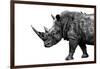 Safari Profile Collection - Rhino White Edition-Philippe Hugonnard-Framed Photographic Print