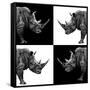 Safari Profile Collection - Rhinos II-Philippe Hugonnard-Framed Stretched Canvas