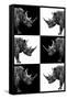 Safari Profile Collection - Rhinos-Philippe Hugonnard-Framed Stretched Canvas
