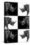 Safari Profile Collection - Rhinos-Philippe Hugonnard-Stretched Canvas