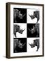 Safari Profile Collection - Rhinos-Philippe Hugonnard-Framed Photographic Print