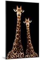 Safari Profile Collection - Two Giraffes Black Edition-Philippe Hugonnard-Mounted Photographic Print