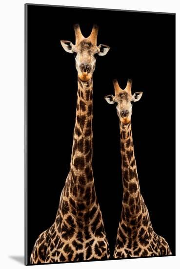Safari Profile Collection - Two Giraffes Black Edition-Philippe Hugonnard-Mounted Photographic Print