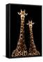 Safari Profile Collection - Two Giraffes Black Edition-Philippe Hugonnard-Framed Stretched Canvas