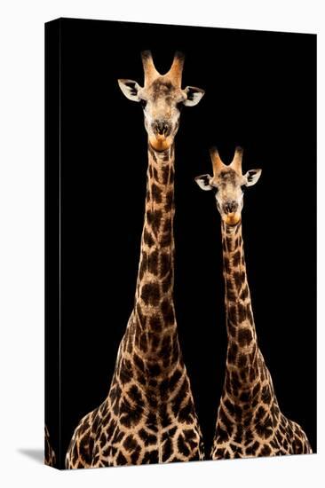 Safari Profile Collection - Two Giraffes Black Edition-Philippe Hugonnard-Stretched Canvas