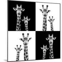 Safari Profile Collection - Two Giraffes II-Philippe Hugonnard-Mounted Photographic Print