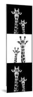 Safari Profile Collection - Two Giraffes III-Philippe Hugonnard-Mounted Photographic Print