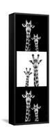 Safari Profile Collection - Two Giraffes III-Philippe Hugonnard-Framed Stretched Canvas