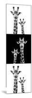 Safari Profile Collection - Two Giraffes IV-Philippe Hugonnard-Mounted Photographic Print