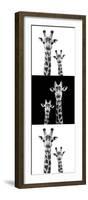 Safari Profile Collection - Two Giraffes IV-Philippe Hugonnard-Framed Photographic Print