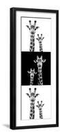 Safari Profile Collection - Two Giraffes IV-Philippe Hugonnard-Framed Photographic Print