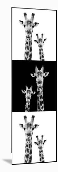 Safari Profile Collection - Two Giraffes IV-Philippe Hugonnard-Mounted Photographic Print