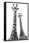 Safari Profile Collection - Two Giraffes White Edition II-Philippe Hugonnard-Framed Stretched Canvas