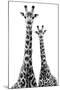 Safari Profile Collection - Two Giraffes White Edition II-Philippe Hugonnard-Mounted Premium Photographic Print