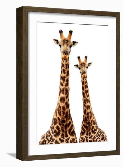Safari Profile Collection - Two Giraffes White Edition-Philippe Hugonnard-Framed Photographic Print