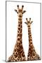 Safari Profile Collection - Two Giraffes White Edition-Philippe Hugonnard-Mounted Photographic Print