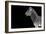 Safari Profile Collection - Zebra Black Edition-Philippe Hugonnard-Framed Photographic Print