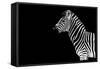 Safari Profile Collection - Zebra Black Edition-Philippe Hugonnard-Framed Stretched Canvas