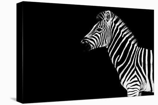 Safari Profile Collection - Zebra Black Edition-Philippe Hugonnard-Stretched Canvas