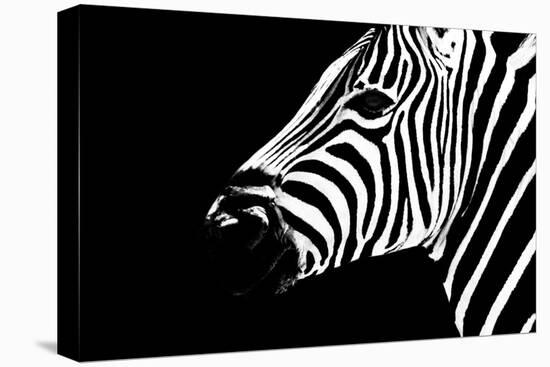 Safari Profile Collection - Zebra Portrait Black Edition II-Philippe Hugonnard-Stretched Canvas
