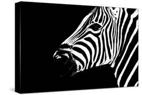 Safari Profile Collection - Zebra Portrait Black Edition II-Philippe Hugonnard-Stretched Canvas