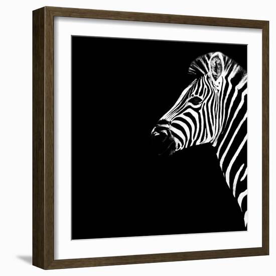 Safari Profile Collection - Zebra Portrait Black Edition III-Philippe Hugonnard-Framed Photographic Print