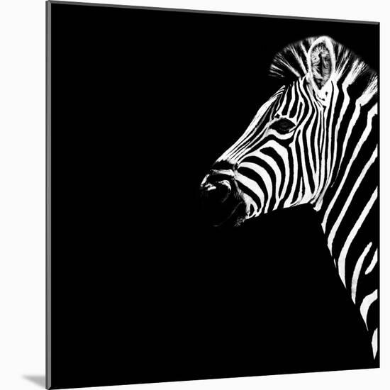 Safari Profile Collection - Zebra Portrait Black Edition III-Philippe Hugonnard-Mounted Photographic Print