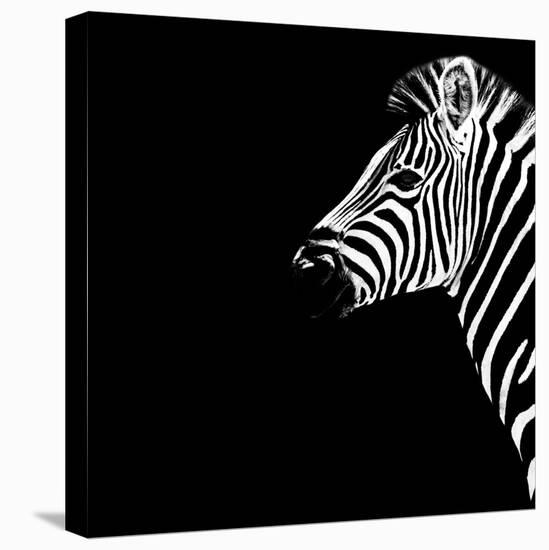 Safari Profile Collection - Zebra Portrait Black Edition III-Philippe Hugonnard-Stretched Canvas