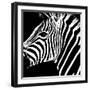 Safari Profile Collection - Zebra Portrait Black Edition-Philippe Hugonnard-Framed Photographic Print