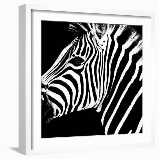 Safari Profile Collection - Zebra Portrait Black Edition-Philippe Hugonnard-Framed Photographic Print