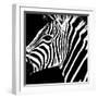 Safari Profile Collection - Zebra Portrait Black Edition-Philippe Hugonnard-Framed Photographic Print