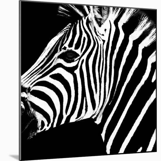 Safari Profile Collection - Zebra Portrait Black Edition-Philippe Hugonnard-Mounted Photographic Print