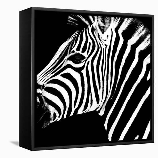 Safari Profile Collection - Zebra Portrait Black Edition-Philippe Hugonnard-Framed Stretched Canvas