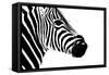 Safari Profile Collection - Zebra Portrait White Edition II-Philippe Hugonnard-Framed Stretched Canvas