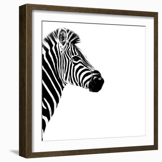 Safari Profile Collection - Zebra Portrait White Edition III-Philippe Hugonnard-Framed Photographic Print