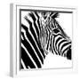 Safari Profile Collection - Zebra Portrait White Edition-Philippe Hugonnard-Framed Photographic Print