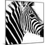 Safari Profile Collection - Zebra Portrait White Edition-Philippe Hugonnard-Mounted Photographic Print