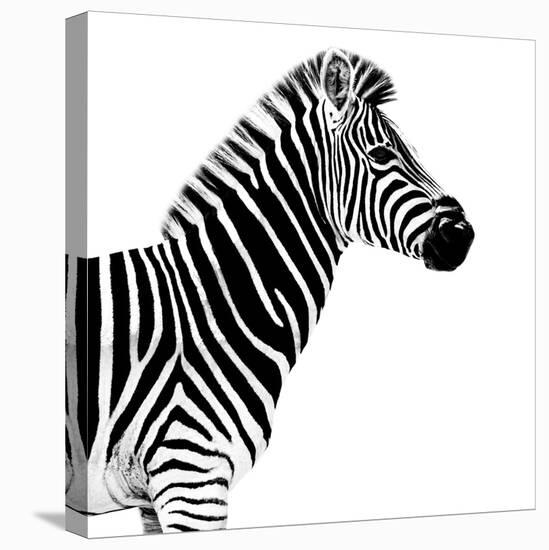 Safari Profile Collection - Zebra White Edition II-Philippe Hugonnard-Stretched Canvas